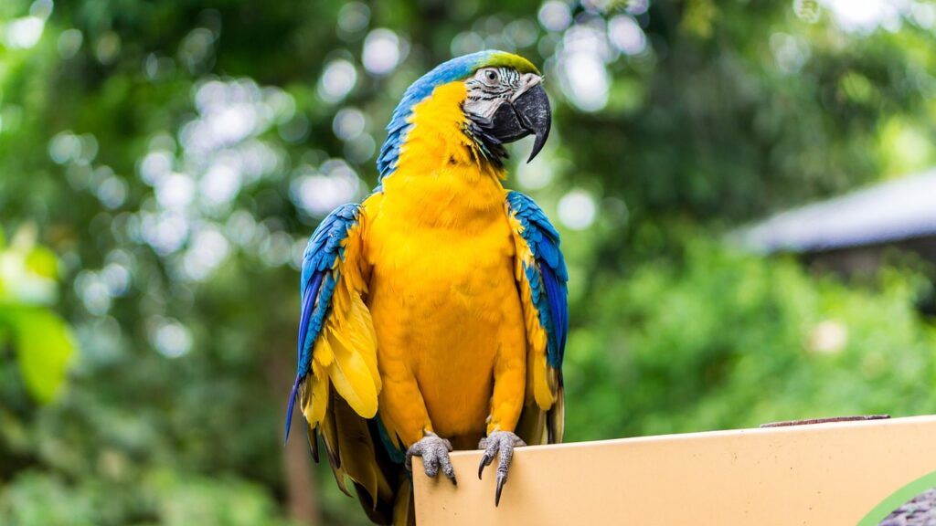 parrot, nature, pet, ecuador, exotic, bird, green pets, parrot, parrot, ecuador, ecuador, ecuador, ecuador, ecuador