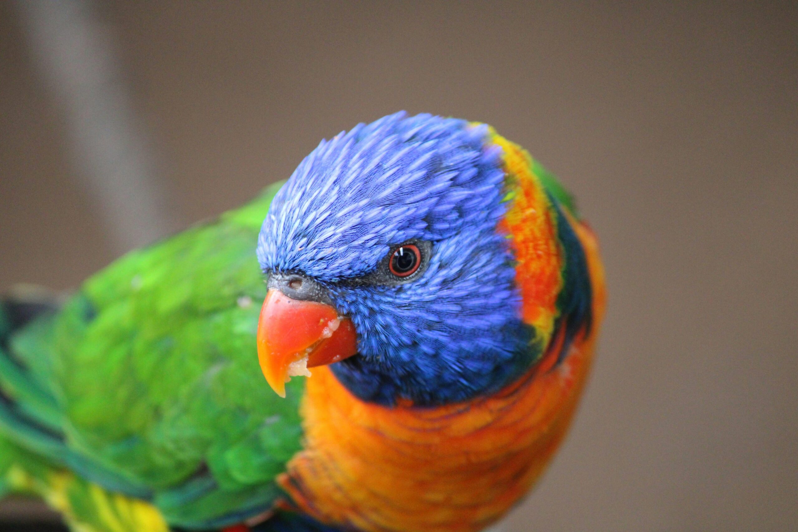 Close-up image of a colorful Rainbow Lorikeet showcasing its vivid plumage.